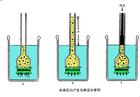 渗透压单位（渗透压摩尔浓度）