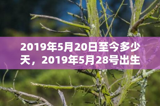 2019年5月20日至今多少天，2019年5月28号出生的男孩起什么名字好听，五行属什么