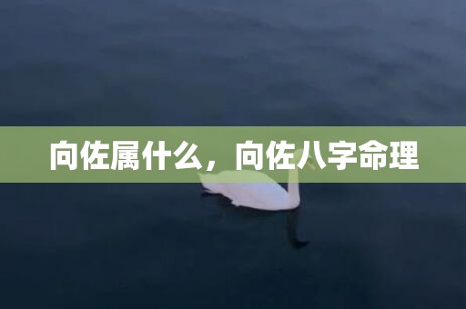 向佐属什么，向佐八字命理