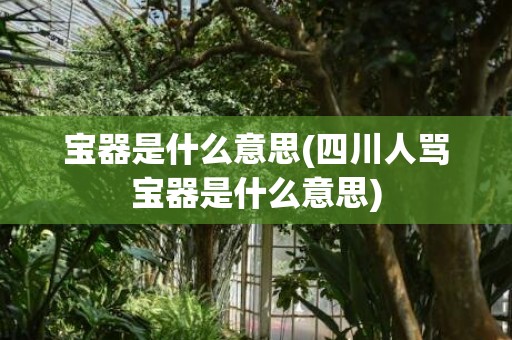 宝器是什么意思(四川人骂宝器是什么意思)