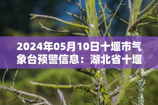 2024年05月10日十堰市气象台预警信息：湖北省十堰市发布暴雨黄色预警