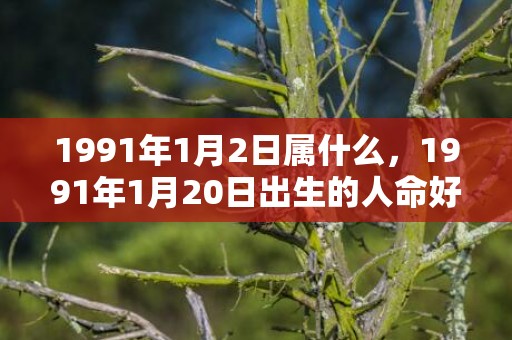 1991年1月2日属什么，1991年1月20日出生的人命好吗