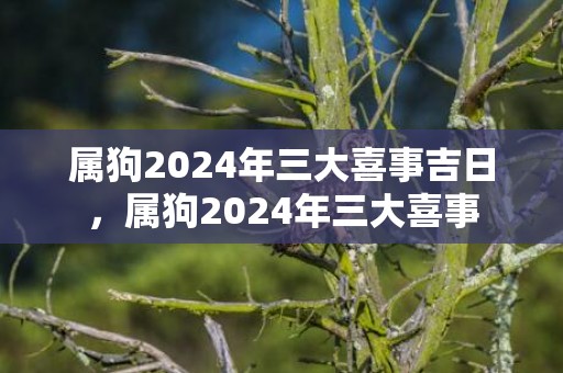 属狗2024年三大喜事吉日，属狗2024年三大喜事