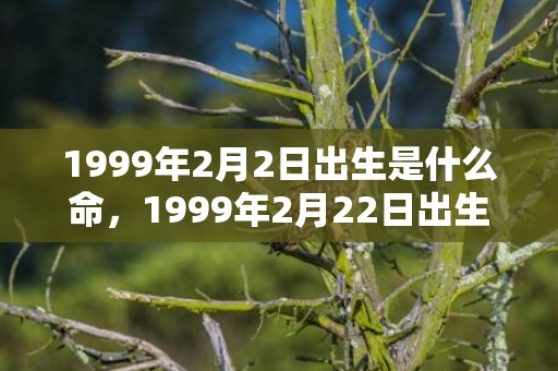 1999年2月2日出生是什么命，1999年2月22日出生的人命好吗