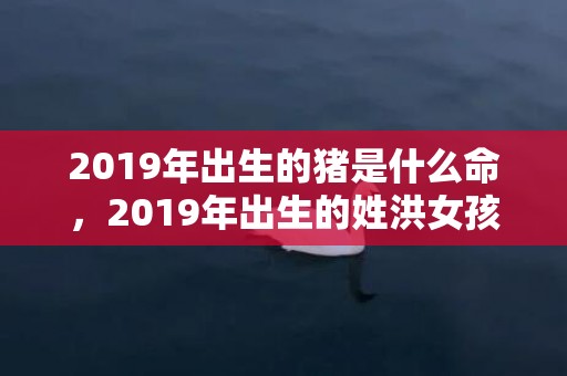 2019年出生的猪是什么命，2019年出生的姓洪女孩如何起名，宜用什么字