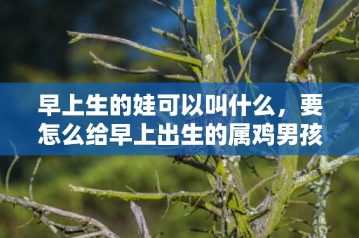 早上生的娃可以叫什么，要怎么给早上出生的属鸡男孩取名字