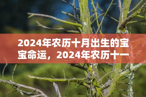 2024年农历十月出生的宝宝命运，2024年农历十一月廿四出生的人五行查询