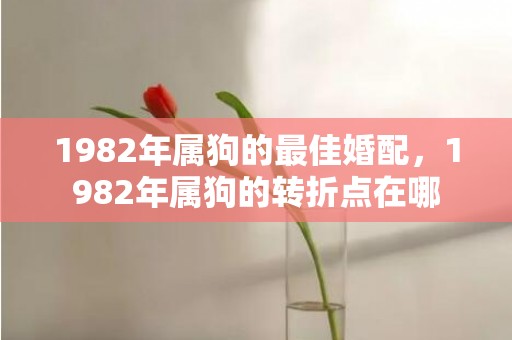 1982年属狗的最佳婚配，1982年属狗的转折点在哪