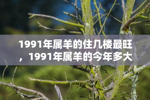 1991年属羊的住几楼最旺，1991年属羊的今年多大了