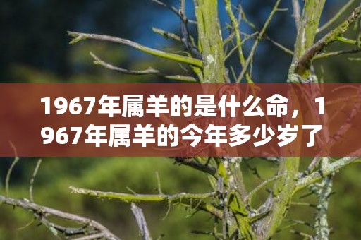 1967年属羊的是什么命，1967年属羊的今年多少岁了