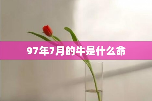 97年7月的牛是什么命