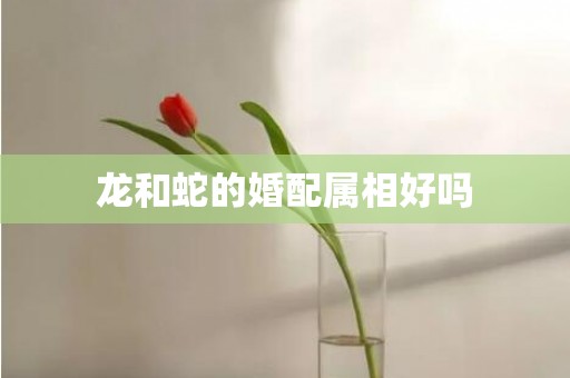 龙和蛇的婚配属相好吗