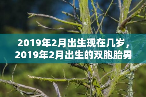 2019年2月出生现在几岁，2019年2月出生的双胞胎男孩起什么名字好听