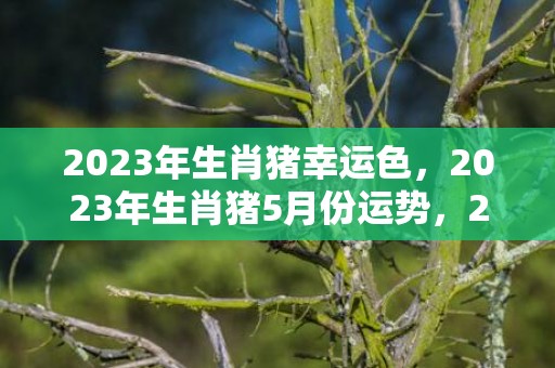 2023年生肖猪幸运色，2023年生肖猪5月份运势，2023年属猪5月份运势详解