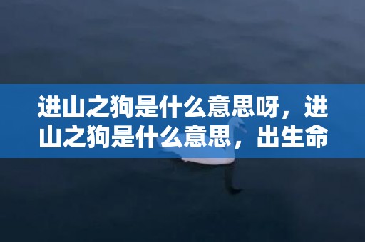 进山之狗是什么意思呀，进山之狗是什么意思，出生命运怎么样