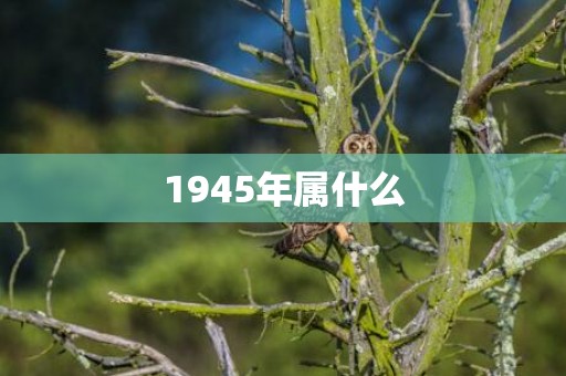 1945年属什么