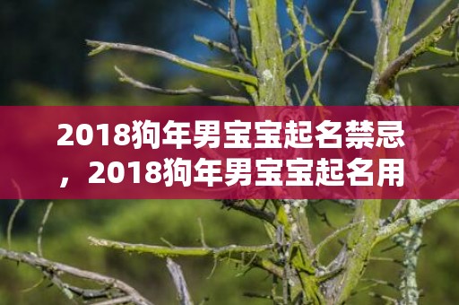 2018狗年男宝宝起名禁忌，2018狗年男宝宝起名用字推荐