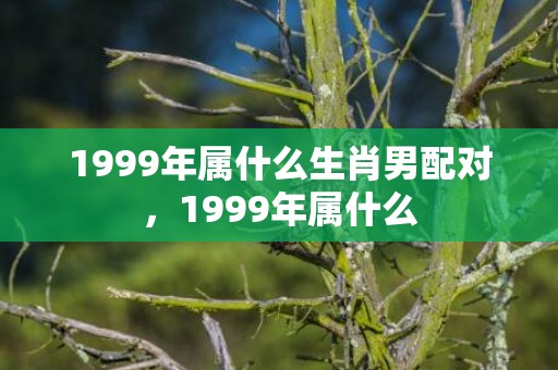 1999年属什么生肖男配对，1999年属什么