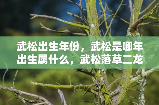 武松出生年份，武松是哪年出生属什么，武松落草二龙山