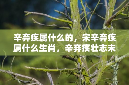 辛弃疾属什么的，宋辛弃疾属什么生肖，辛弃疾壮志未酬