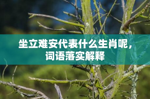 坐立难安代表什么生肖呢，词语落实解释