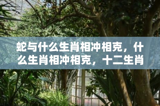 蛇与什么生肖相冲相克，什么生肖相冲相克，十二生肖冲克关系解析