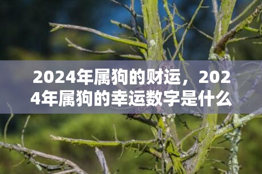 2024年属狗的财运，2024年属狗的幸运数字是什么