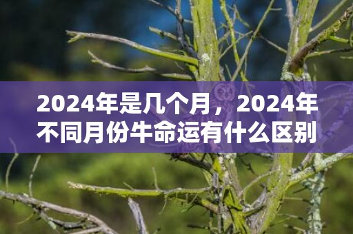 2024年是几个月，2024年不同月份牛命运有什么区别