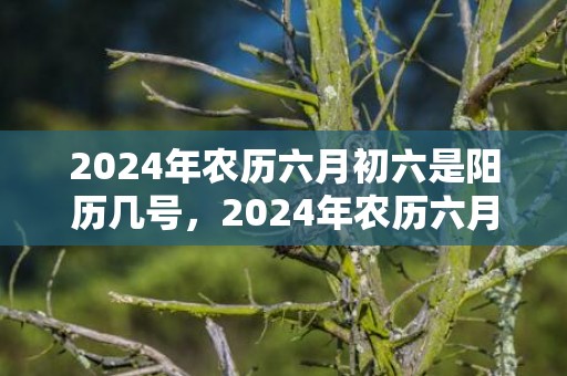 2024年农历六月初六是阳历几号，2024年农历六月二十八出生的虎宝宝好不好