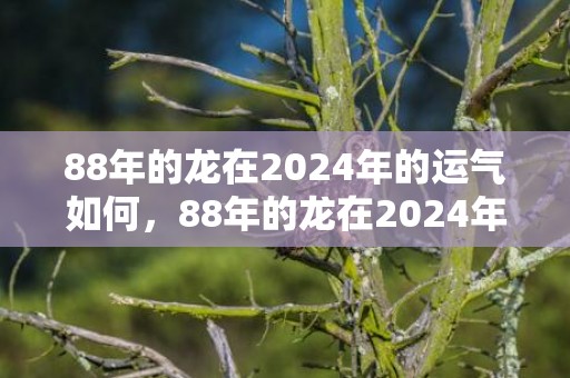 88年的龙在2024年的运气如何，88年的龙在2024年躲不过的灾