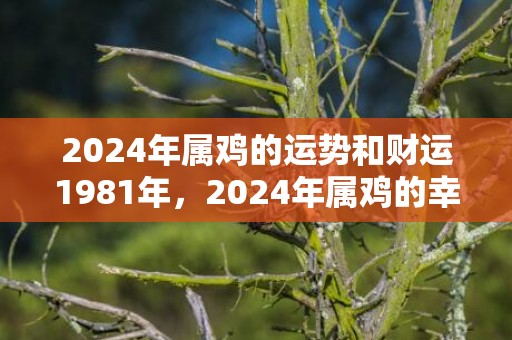 2024年属鸡的运势和财运1981年，2024年属鸡的幸运数字是什么