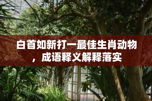 白首如新打一最佳生肖动物，成语释义解释落实