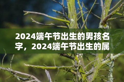 2024端午节出生的男孩名字，2024端午节出生的属兔宝宝取名