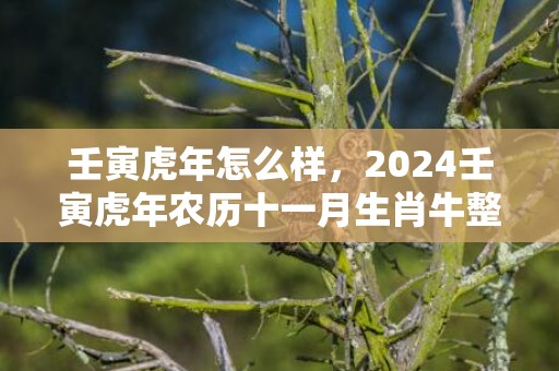 壬寅虎年怎么样，2024壬寅虎年农历十一月生肖牛整体运势如何