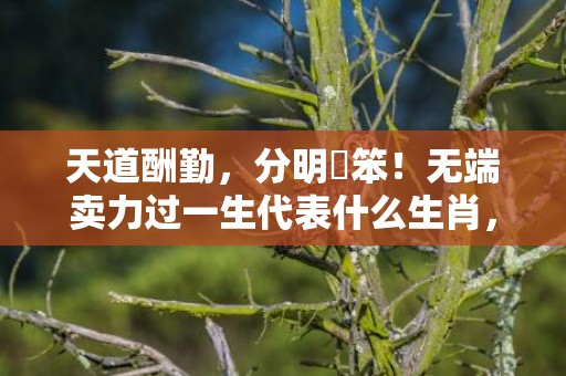 天道酬勤，分明搵笨！无端卖力过一生代表什么生肖，成语释义解释落实插图