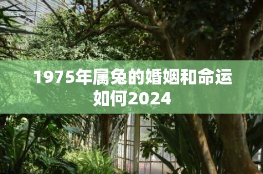 1975年属兔的婚姻和命运如何2024