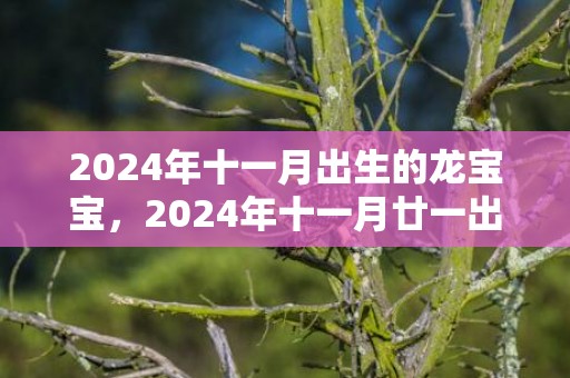 2024年十一月出生的龙宝宝，2024年十一月廿一出生的男孩八字查询命理