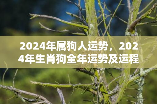 2024年属狗人运势，2024年生肖狗全年运势及运程