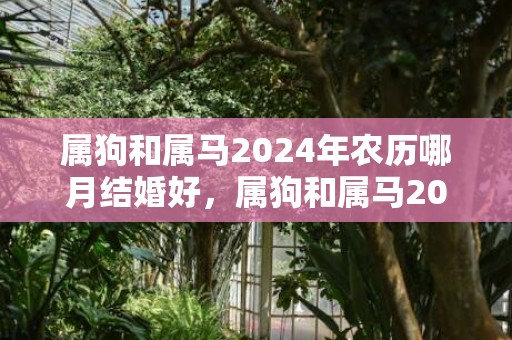 属狗和属马2024年农历哪月结婚好，属狗和属马2024年适合结婚吗