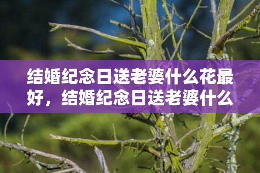 结婚纪念日送老婆什么花最好，结婚纪念日送老婆什么礼物合适14年的朋友，十年结婚纪念日礼物