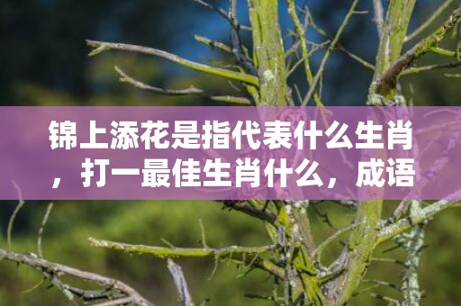 锦上添花是指代表什么生肖，打一最佳生肖什么，成语解释落实释义