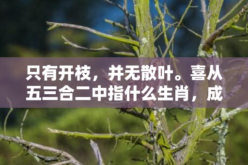 只有开枝，并无散叶。喜从五三合二中指什么生肖，成语释义解释落实插图