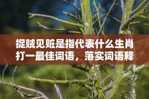 捉贼见赃是指代表什么生肖打一最佳词语，落实词语释义解释插图