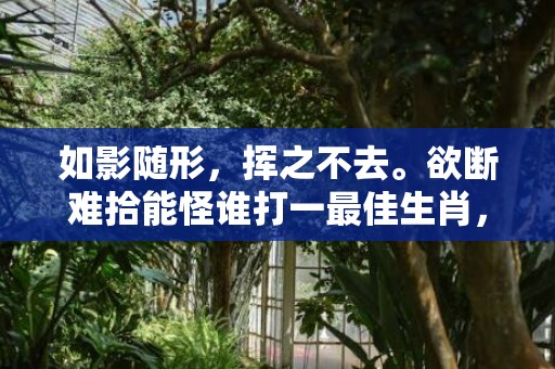 如影随形，挥之不去。欲断难拾能怪谁打一最佳生肖，成语释义解释落实