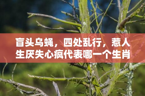 盲头乌蝇，四处乱行，惹人生厌失心疯代表哪一个生肖，成语释义解释落实插图