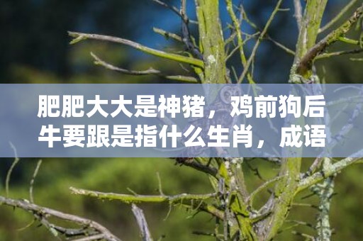 肥肥大大是神猪，鸡前狗后牛要跟是指什么生肖，成语释义解释落实