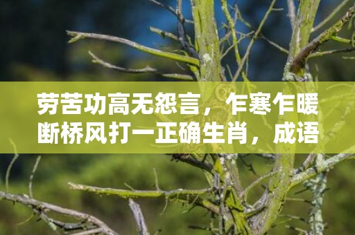 劳苦功高无怨言，乍寒乍暖断桥风打一正确生肖，成语释义解释落实