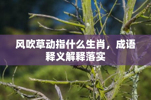 风吹草动指什么生肖，成语释义解释落实插图