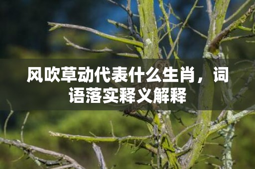 风吹草动代表什么生肖，词语落实释义解释