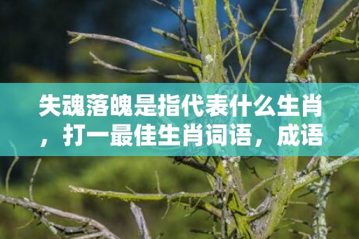 失魂落魄是指代表什么生肖，打一最佳生肖词语，成语释义解释落实插图